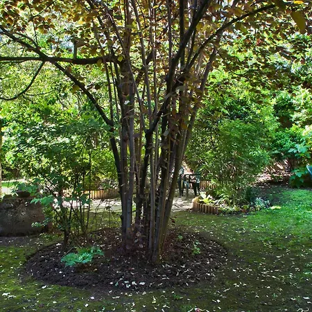 Abaca Messidor By Happyculture